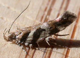 Pink-washed Aristotelia